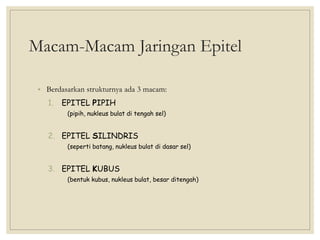 Macam-Macam Jaringan Epitel
• Berdasarkan strukturnya ada 3 macam:
1. EPITEL PIPIH
(pipih, nukleus bulat di tengah sel)
2. EPITEL SILINDRIS
(seperti batang, nukleus bulat di dasar sel)
3. EPITEL KUBUS
(bentuk kubus, nukleus bulat, besar ditengah)
 