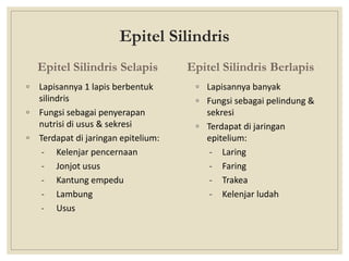 Epitel Silindris
Epitel Silindris Selapis
◦ Lapisannya 1 lapis berbentuk
silindris
◦ Fungsi sebagai penyerapan
nutrisi di usus & sekresi
◦ Terdapat di jaringan epitelium:
- Kelenjar pencernaan
- Jonjot usus
- Kantung empedu
- Lambung
- Usus
Epitel Silindris Berlapis
◦ Lapisannya banyak
◦ Fungsi sebagai pelindung &
sekresi
◦ Terdapat di jaringan
epitelium:
- Laring
- Faring
- Trakea
- Kelenjar ludah
 
