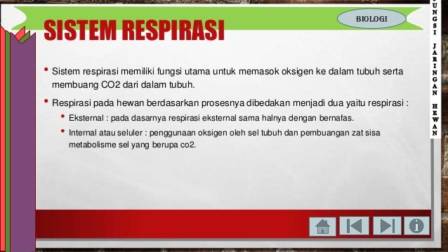 Struktur Dan Fungsi Jaringan Pada Hewan