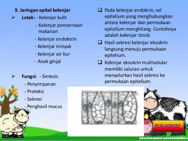 Struktur dan Fungsi Jaringan Hewan Biologi SMA kelas XI Struktur dan Fungsi Jaringan Hewan Biologi SMA kelas XI