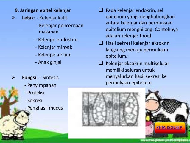  Struktur  dan  Fungsi  Jaringan  Hewan  Biologi  SMA kelas  XI 