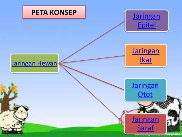 Struktur dan  Fungsi Jaringan Hewan  Biologi SMA kelas  XI 