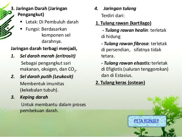  Struktur  dan  Fungsi  Jaringan  Hewan  Biologi  SMA kelas  XI 