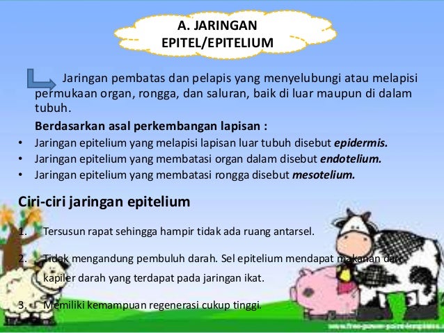 Struktur dan Fungsi Jaringan Hewan Biologi SMA kelas XI Struktur dan Fungsi Jaringan Hewan Biologi SMA kelas XI
