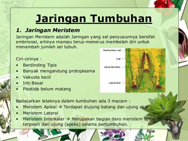 Struktur Dan Fungsi Jaringan Tumbuhan