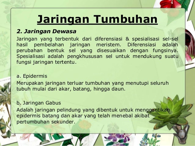 Struktur Dan Fungsi Jaringan Tumbuhan