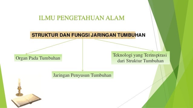 Struktur Dan Fungsi Jaringan Tumbuhan 2018