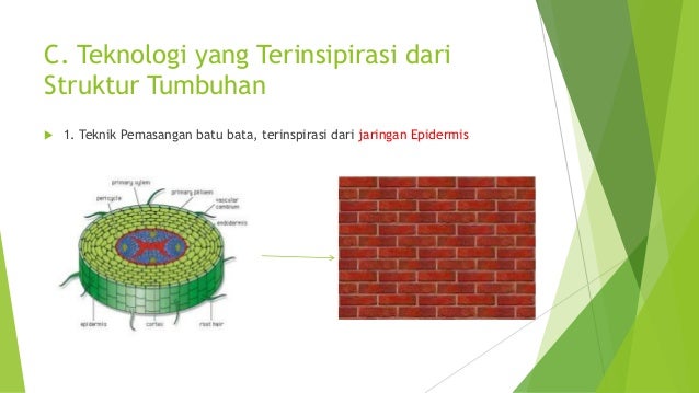 Struktur Dan Fungsi Jaringan Tumbuhan 2018