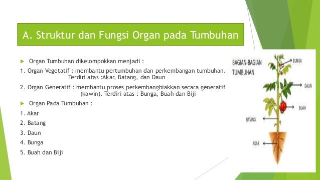 Struktur Dan Fungsi Jaringan Tumbuhan 2018