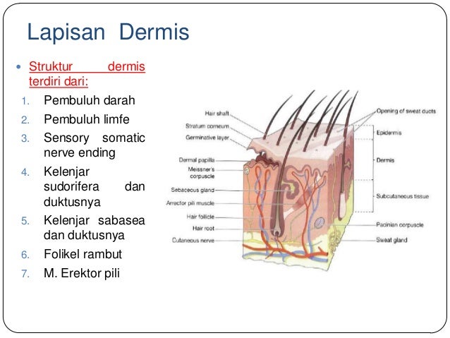 Struktur dan fungsi kulit