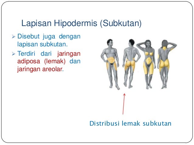 Struktur dan fungsi kulit