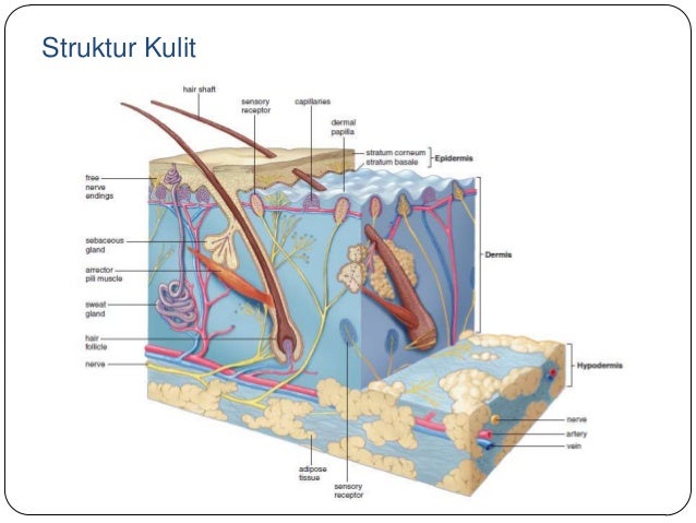 Struktur Kulit Manusia Dan Fungsinya - Berbagi Struktur