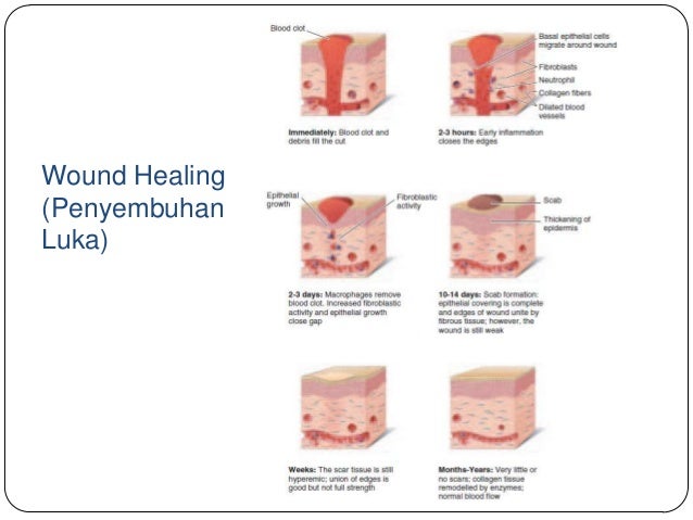 Struktur dan fungsi kulit