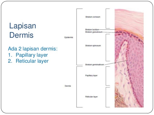 Struktur dan fungsi kulit