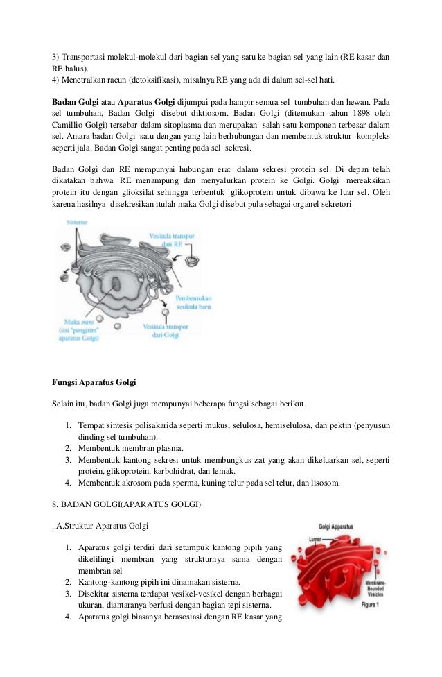 Struktur dan fungsi  retikulum  endoplasma  autosaved ilas 