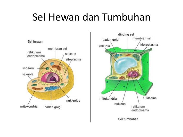 Struktur dan  fungsi sel 