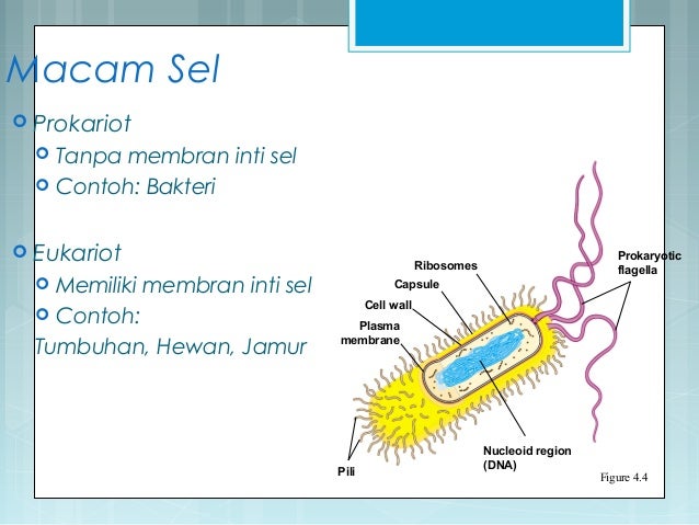 Struktur dan  Fungsi  sel 