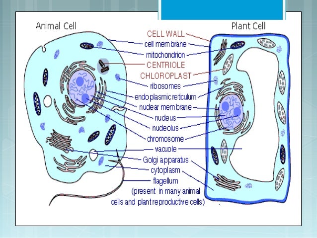 Struktur dan  Fungsi  sel 