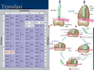 TranslasiTranslasi
 