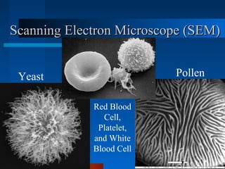 Scanning Electron Microscope (SEM)Scanning Electron Microscope (SEM)
PollenYeast
Red Blood
Cell,
Platelet,
and White
Blood Cell
 