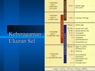KeberagamanKeberagaman
Ukuran SelUkuran Sel
 
