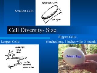 Cell Diversity- SizeCell Diversity- Size
6 inches long, 5 inches wide, 3 pounds
Smallest Cells:
Longest Cells:
Ostrich Egg
Biggest Cells:
 