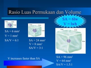 Rasio Luas Permukaan dan VolumeRasio Luas Permukaan dan Volume
SA = 6 mm2
SA = 24 mm2
SA = 96 mm2
V = 1 mm3
V = 8 mm3
V = 64 mm3
SA/V = 6:1
SA/V = 3:1
SA/V = 1.5:1
V increases faster than SA
SA = 6lw
V = lwh
 