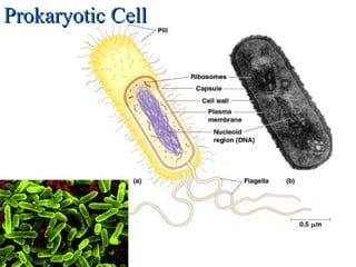 Prokaryotic CellProkaryotic Cell
 