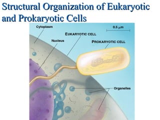 Structural Organization of EukaryoticStructural Organization of Eukaryotic
and Prokaryotic Cellsand Prokaryotic Cells
 