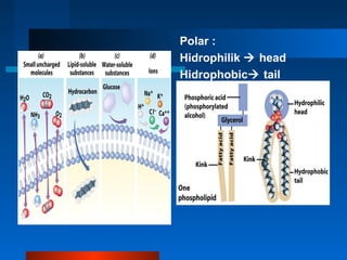 Polar :
Hidrophilik  head
Hidrophobic tail
 