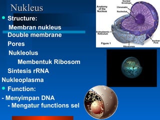 NuNukkleusleus
 Structure:
Membran nukleus
Double membrane
Pores
Nukleolus
Membentuk Ribosom
Sintesis rRNA
Nukleoplasma
 Function:
- Menyimpan DNA
- Mengatur functions sel
 