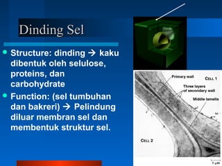 Dinding SelDinding Sel
 Structure: dinding  kaku
dibentuk oleh selulose,
proteins, dan
carbohydrate
 Function: (sel tumbuhan
dan bakreri)  Pelindung
diluar membran sel dan
membentuk struktur sel.
 
