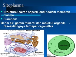 SitoplasmaSitoplasma
 Structure: cairan seperti lendir dalam membran
plasma
 Function:
Berisi air, garam mineral dan molekul organik. -
Disekelilingnya terdapat organelles
 