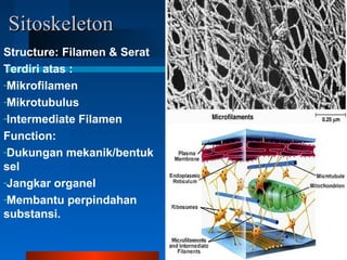 SitoskeletonSitoskeleton
Structure: Filamen & Serat
Terdiri atas :
-Mikrofilamen
-Mikrotubulus
-Intermediate Filamen
Function:
-Dukungan mekanik/bentuk
sel
-Jangkar organel
-Membantu perpindahan
substansi.
 