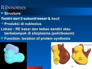 RibosomesRibosomes
 Structure:
Terdiri dari 2 subunit besar & kecil
 Produksi di nukleolus
Lokasi : RE kasar dan bebas sendiri atau
berkelompok di sitoplasma (poliribosom)
 Function: location of protein synthesis
 