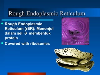 Rough Endoplasmic ReticulumRough Endoplasmic Reticulum
 Rough Endoplasmic
Reticulum (rER): Menonjol
dalam sel  membentuk
protein
 Covered with ribosomes
 