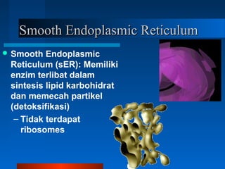 Smooth Endoplasmic ReticulumSmooth Endoplasmic Reticulum
 Smooth Endoplasmic
Reticulum (sER): Memiliki
enzim terlibat dalam
sintesis lipid karbohidrat
dan memecah partikel
(detoksifikasi)
– Tidak terdapat
ribosomes
 