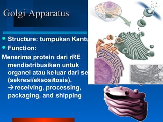 Golgi ApparatusGolgi Apparatus
 Structure: tumpukan Kantung
 Function:
Menerima protein dari rRE
mendistribusikan untuk
organel atau keluar dari sel
(sekresi/eksositosis).
receiving, processing,
packaging, and shipping
 