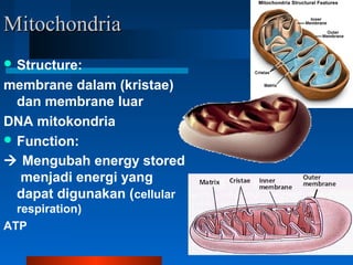 MitochondriaMitochondria
 Structure:
membrane dalam (kristae)
dan membrane luar
DNA mitokondria
 Function:
 Mengubah energy stored
menjadi energi yang
dapat digunakan (cellular
respiration)
ATP
 