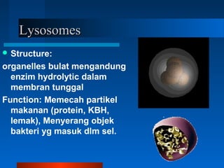 LysosomesLysosomes
 Structure:
organelles bulat mengandung
enzim hydrolytic dalam
membran tunggal
Function: Memecah partikel
makanan (protein, KBH,
lemak), Menyerang objek
bakteri yg masuk dlm sel.
 