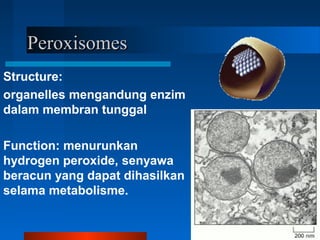 PeroxisomesPeroxisomes
Structure:
organelles mengandung enzim
dalam membran tunggal
Function: menurunkan
hydrogen peroxide, senyawa
beracun yang dapat dihasilkan
selama metabolisme.
 