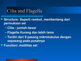 Cilia and FlagellaCilia and Flagella
 Structure: Seperti rambut, membentang dari
permukaan sel
– Cilia : jumlah besar
– Flagella Kurang dan lebih lama
– Terdiri dari 9 pasang mikrotubulus dengan
sepasang pada pusatnya
 Function: motilitas sel
 