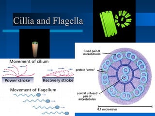 Cillia and FlagellaCillia and Flagella
 