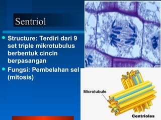 SentriolSentriol
 Structure: Terdiri dari 9
set triple mikrotubulus
berbentuk cincin
berpasangan
 Fungsi: Pembelahan sel
(mitosis)
 