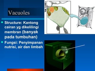 VacuolesVacuoles
 Structure: Kantong
cairan yg dikelilingi
membran (banyak
pada tumbuhan)
 Fungsi: Penyimpanan
nutrisi, air dan limbah
 