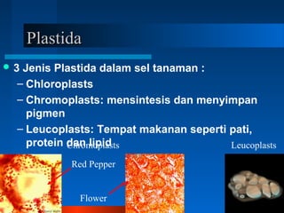 PlastidPlastidaa
 3 Jenis Plastida dalam sel tanaman :
– Chloroplasts
– Chromoplasts: mensintesis dan menyimpan
pigmen
– Leucoplasts: Tempat makanan seperti pati,
protein dan lipidChromoplasts
Red Pepper
Flower
Leucoplasts
 