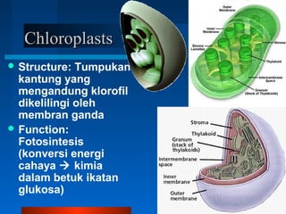 ChloroplastsChloroplasts
 Structure: Tumpukan
kantung yang
mengandung klorofil
dikelilingi oleh
membran ganda
 Function:
Fotosintesis
(konversi energi
cahaya  kimia
dalam betuk ikatan
glukosa)
 