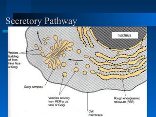 Secretory PathwaySecretory Pathway
 