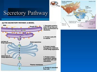Secretory PathwaySecretory Pathway
 