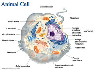 Animal CellAnimal Cell
 